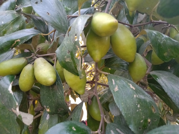 Importancia de la Identificación Precisa de Frutas en la Producción Agrícola