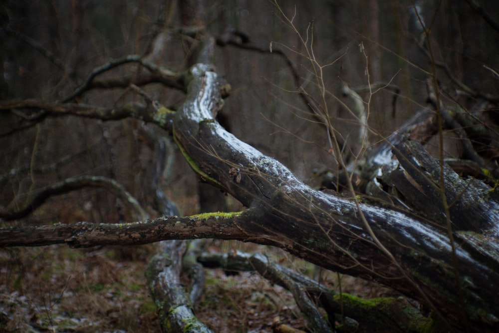 Un árbol caído en medio de un bosque