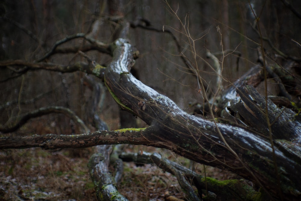 a fallen tree in the middle of a forest