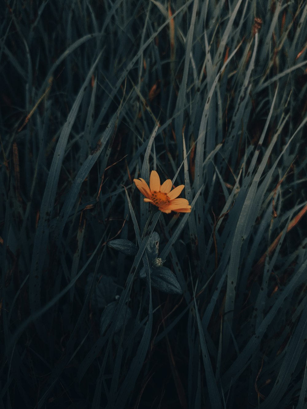 a single orange flower sitting in the middle of tall grass
