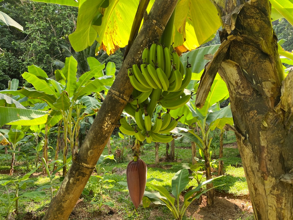 a bunch of bananas hanging from a tree