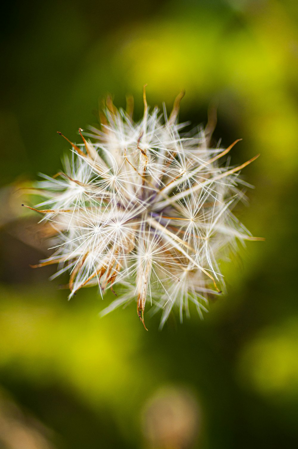 a close up of a dandelion on a blurry background