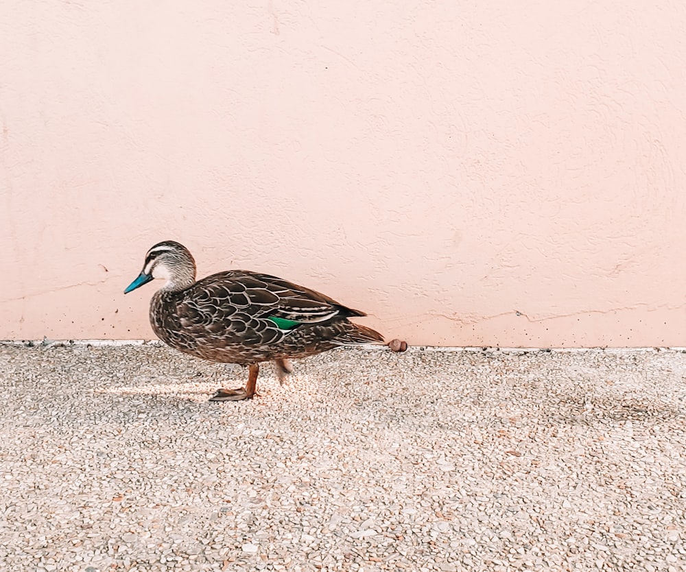 a duck standing on the ground next to a pink wall