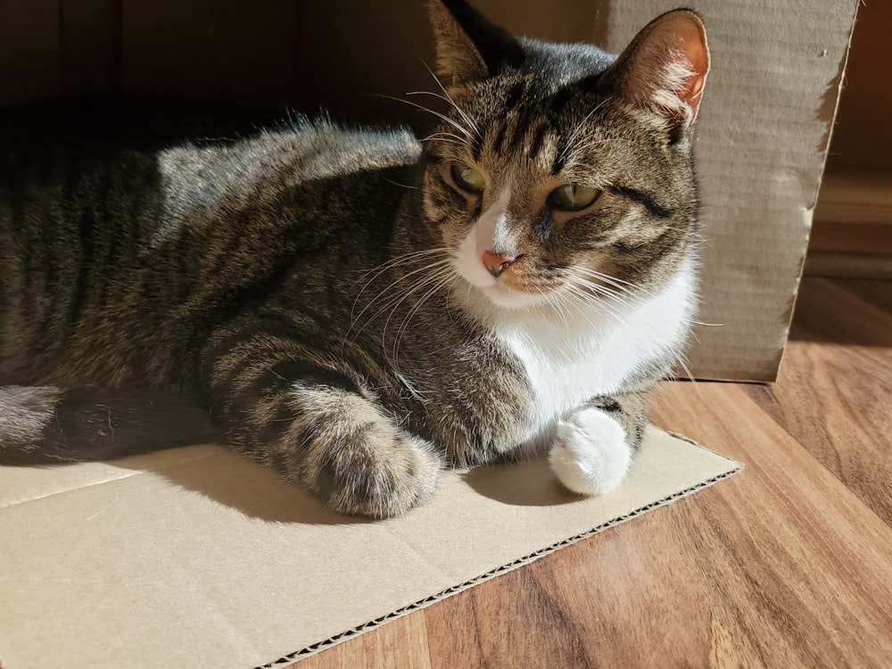a cat laying on a cardboard box on the floor