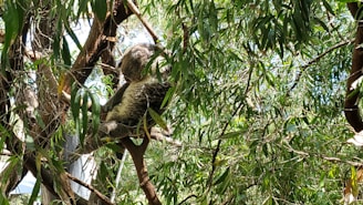 A koala is resting comfortably among the dense green foliage of eucalyptus trees. The sunlight filters through the leaves, creating patterns of light and shadow on the koala's fur. The branches are intertwined, providing a natural habitat for the animal.