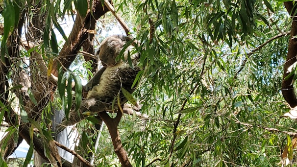 A koala is resting comfortably among the dense green foliage of eucalyptus trees. The sunlight filters through the leaves, creating patterns of light and shadow on the koala's fur. The branches are intertwined, providing a natural habitat for the animal.