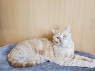 A calm orange tabby cat resting on a soft turquoise blanket in natural light