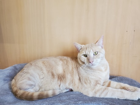A calm orange tabby cat resting on a soft turquoise blanket in natural light
