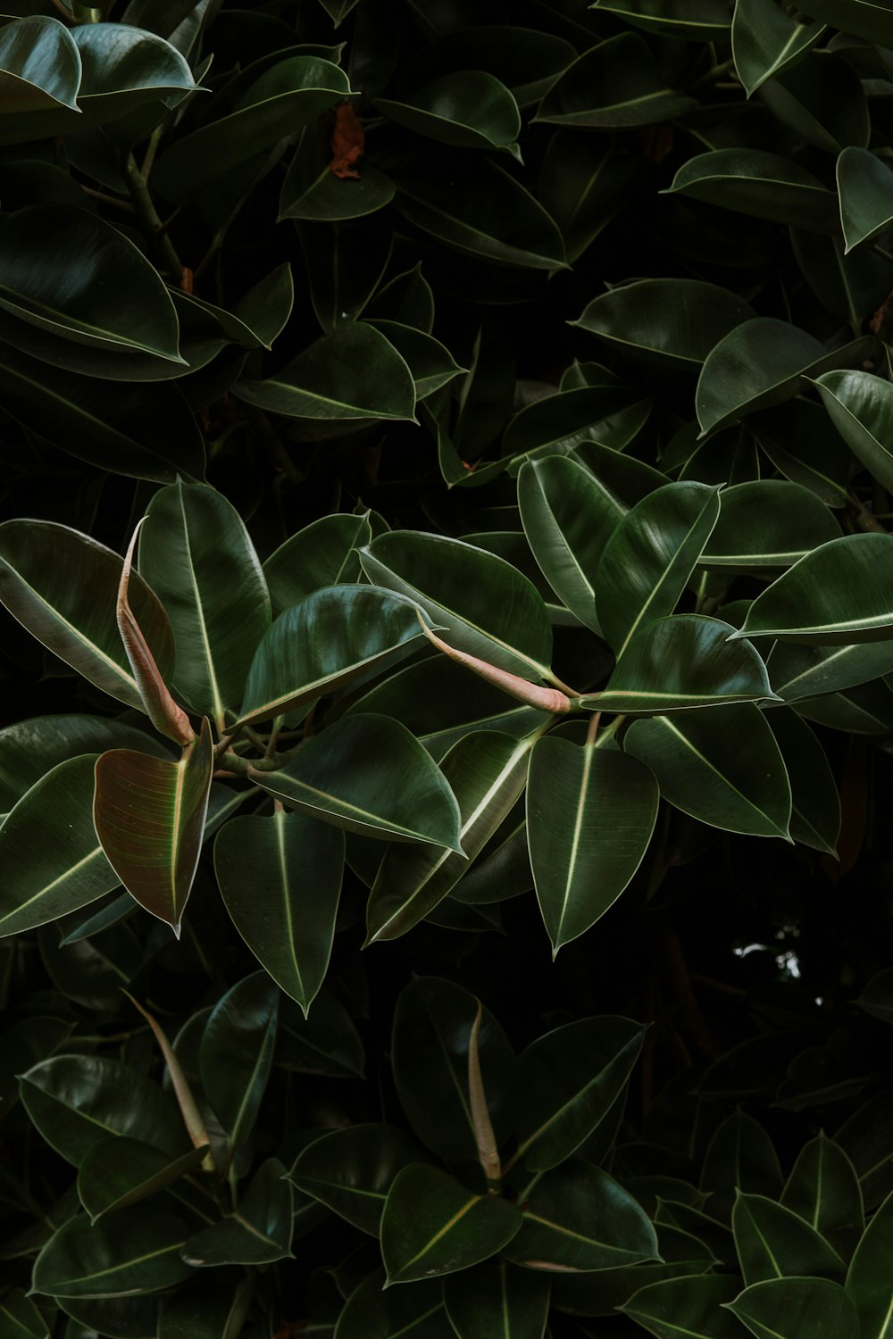 a close up of a green plant with leaves