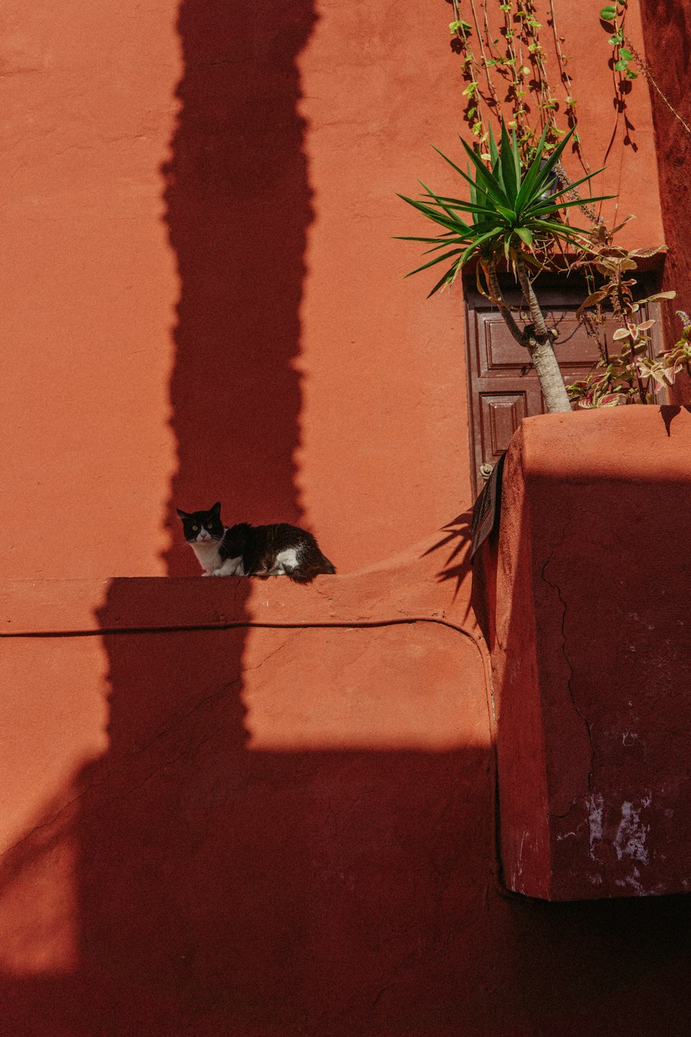 a black and white cat laying on a red wall