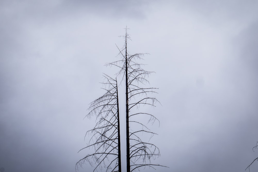 a tall dead tree with no leaves on a cloudy day