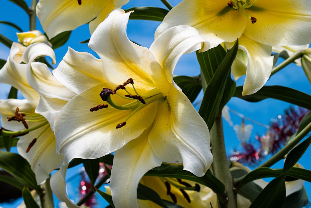 a bunch of white and yellow flowers with green leaves