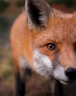 a close up of a red fox's face