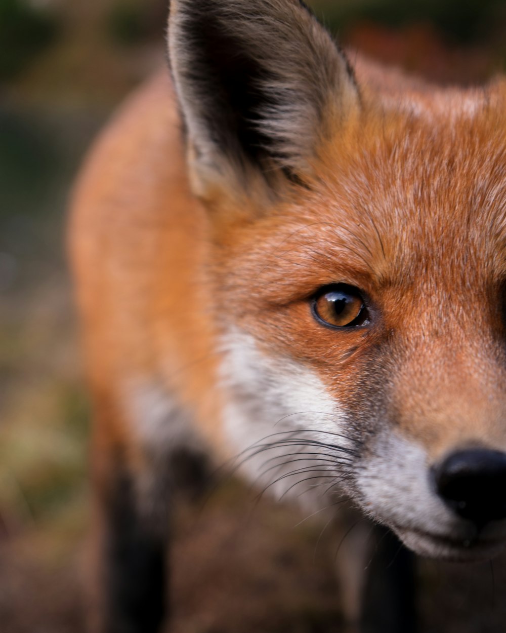 a close up of a red fox's face