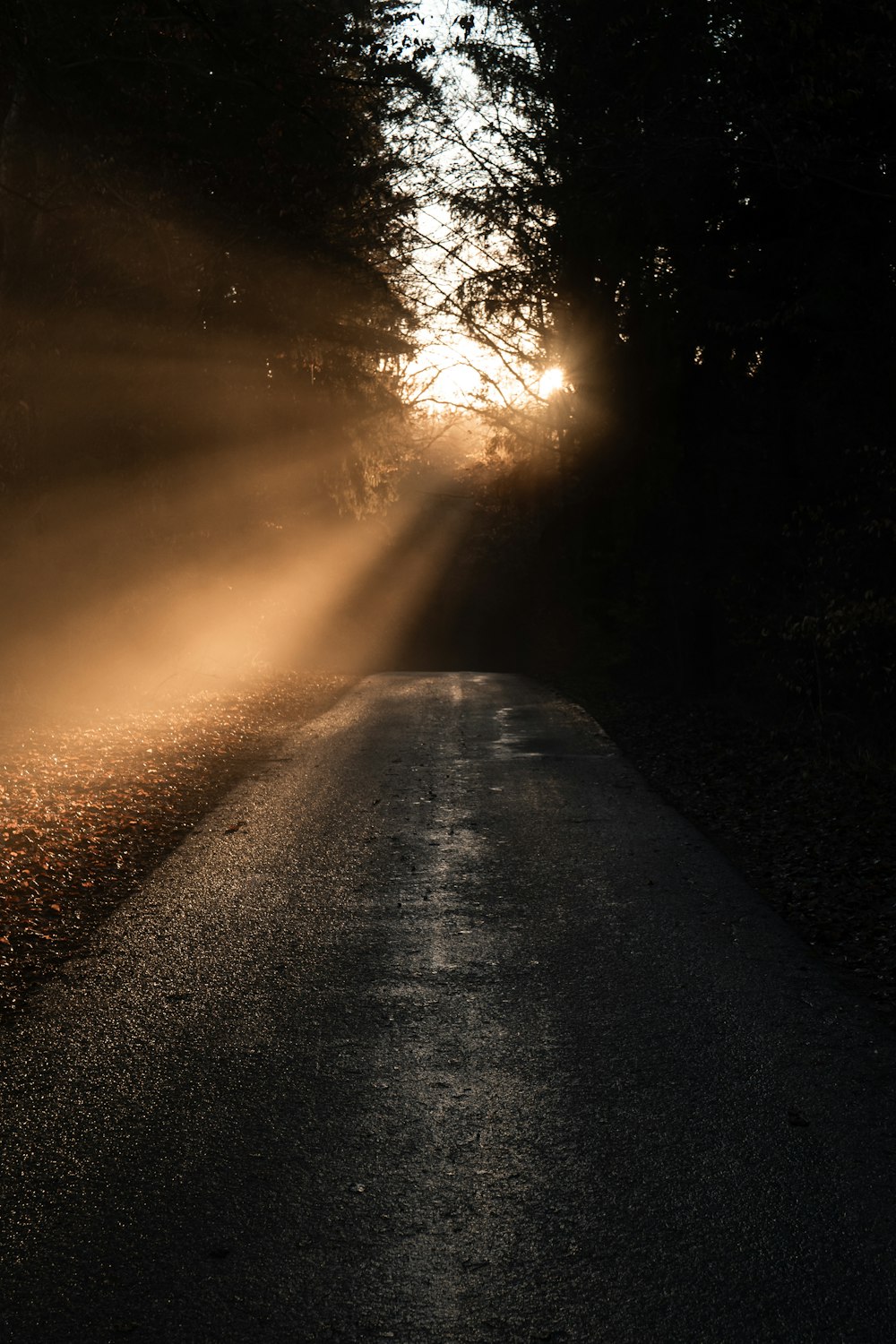 the sun is shining through the trees on the side of the road