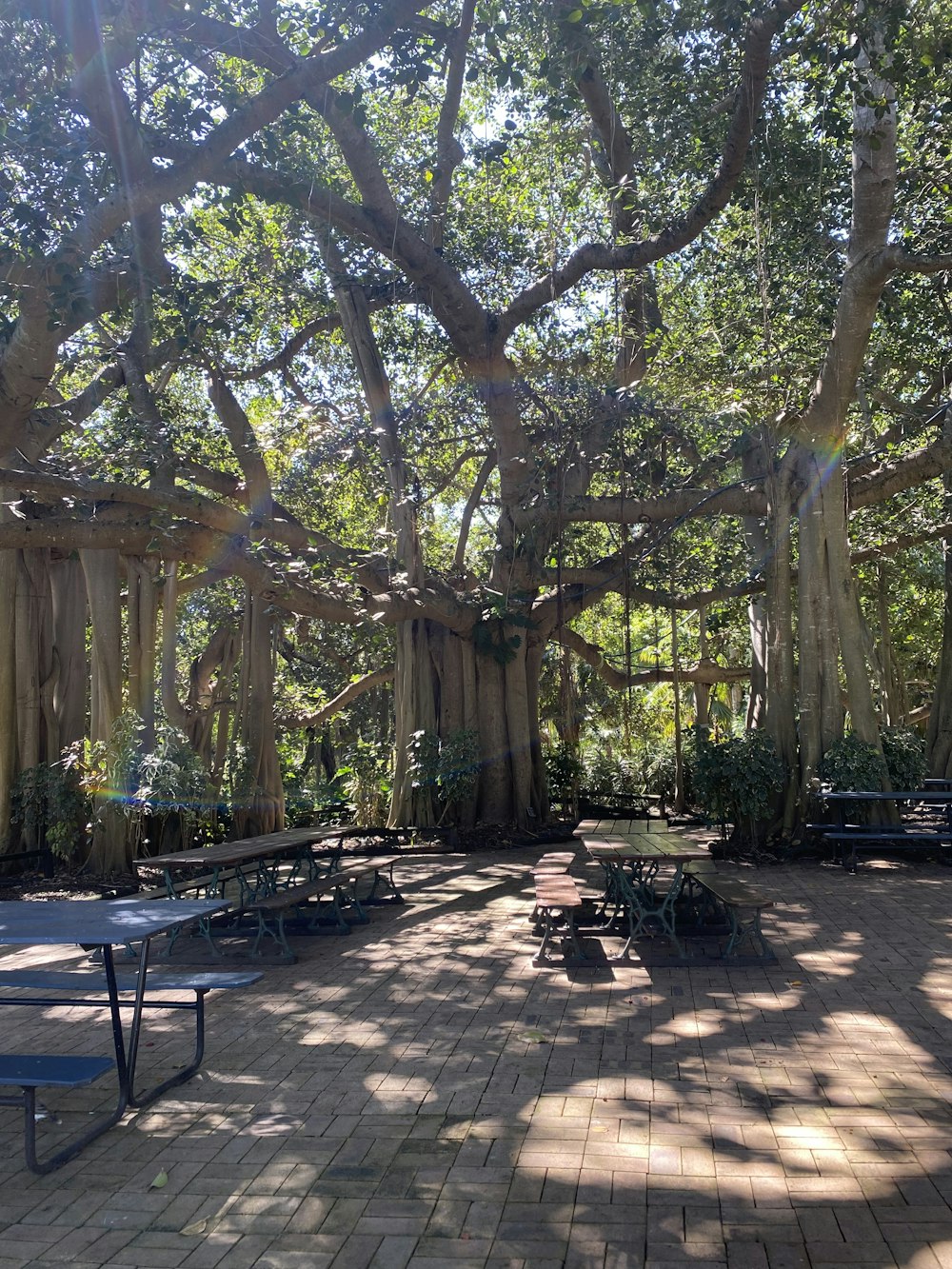 a picnic area with benches and a large tree