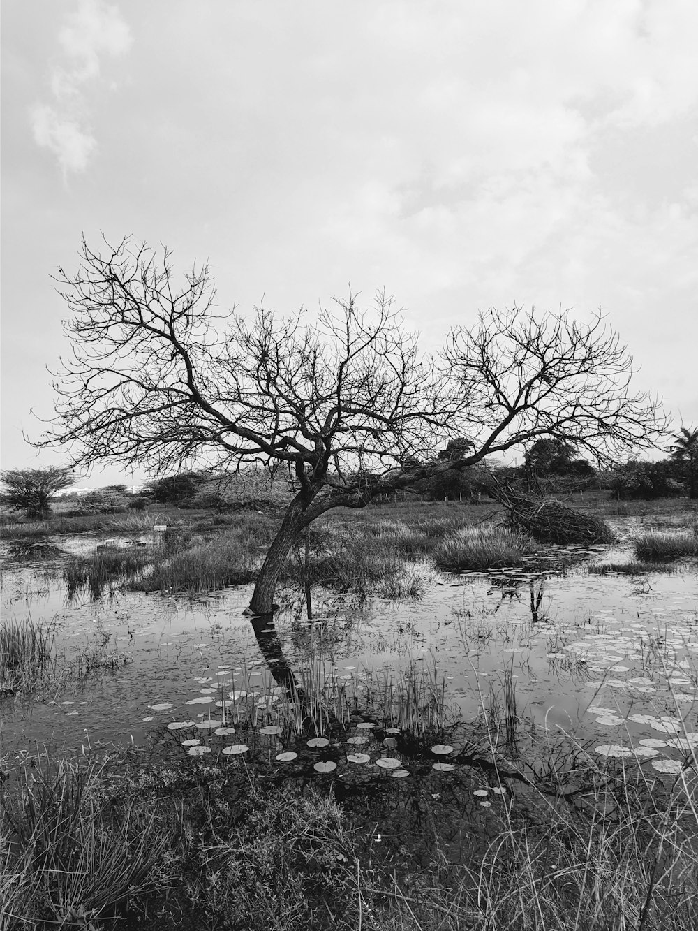 a black and white photo of a tree in a swamp