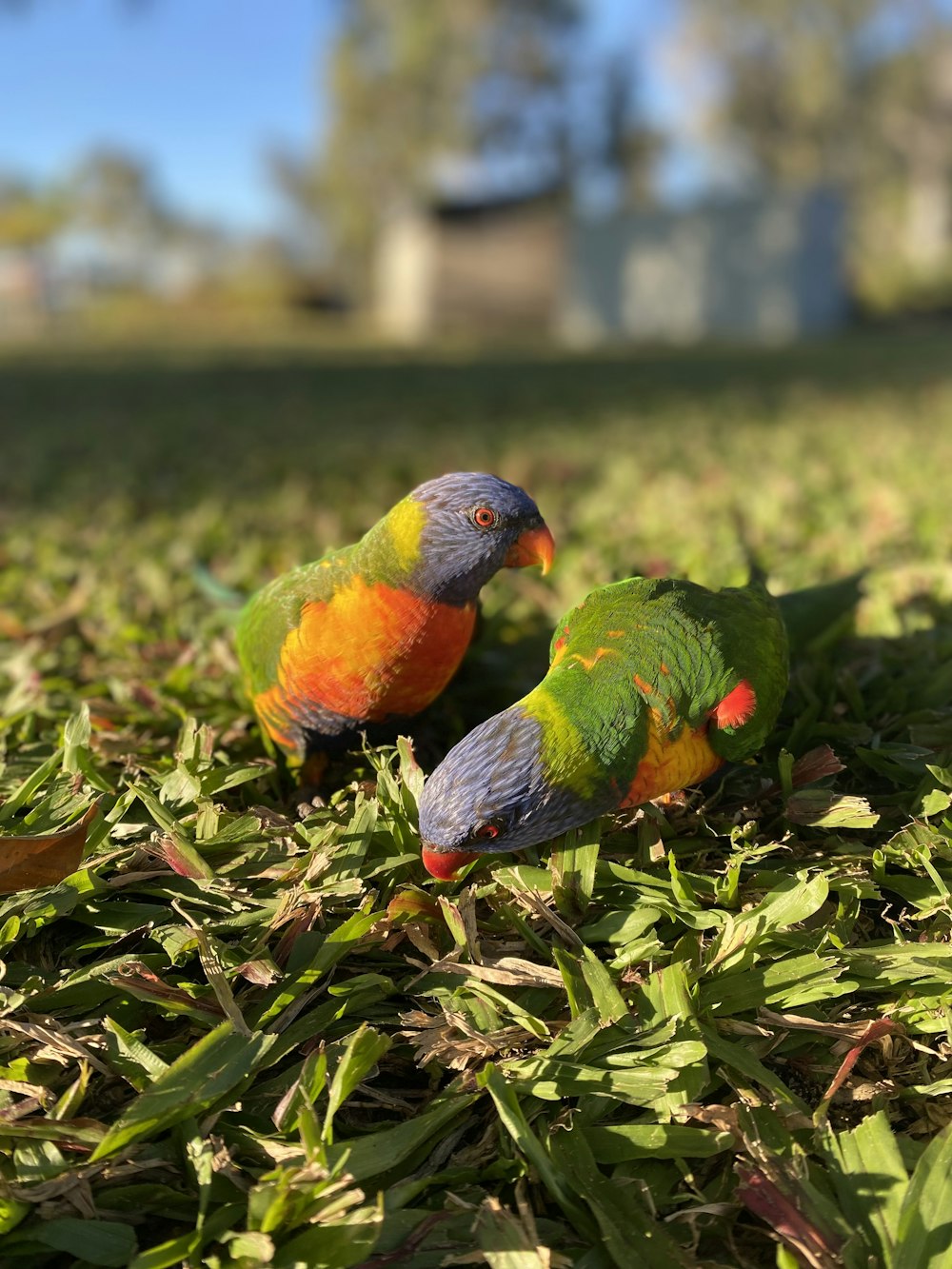 two colorful birds sitting on top of a lush green field