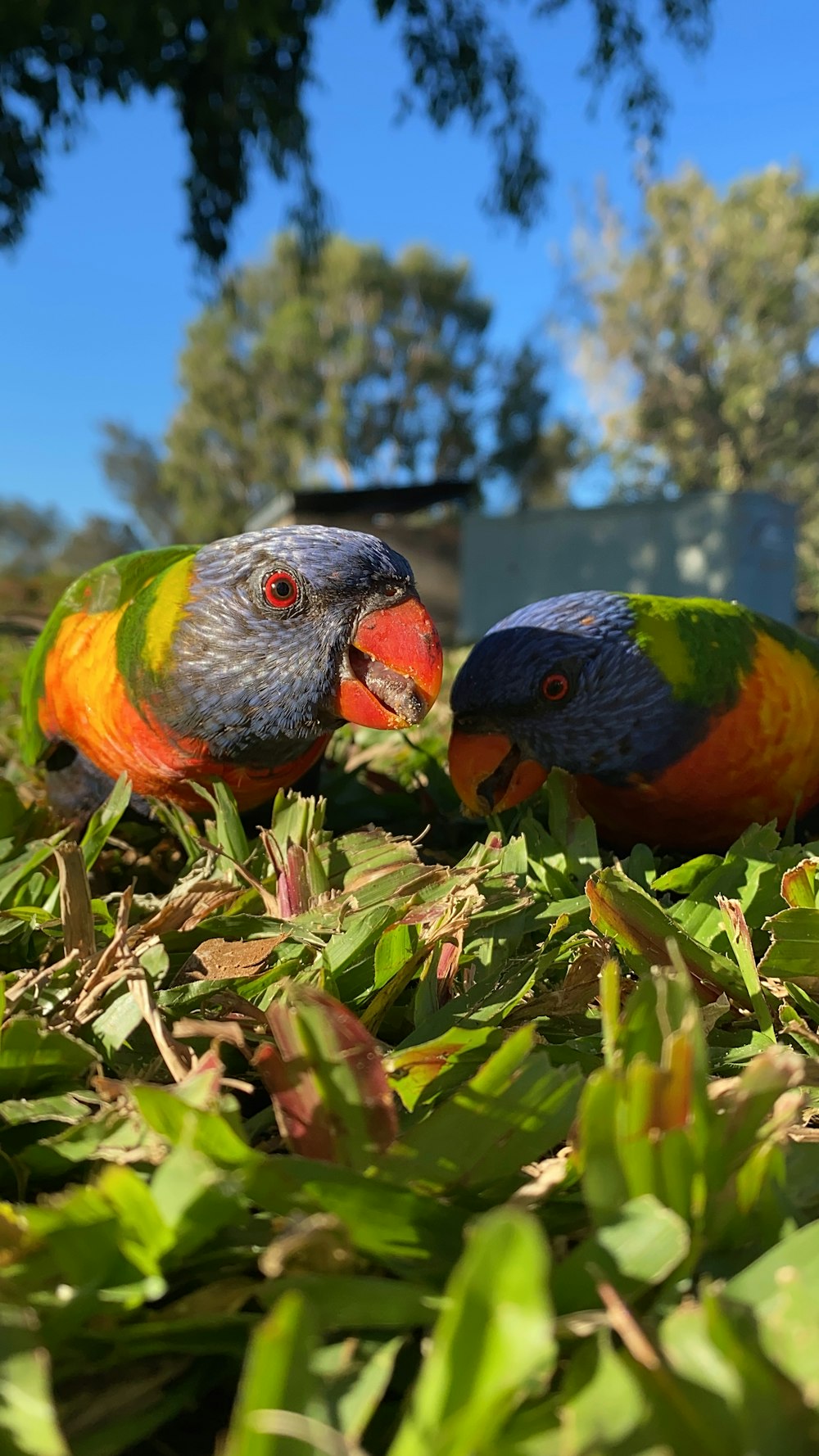 two colorful birds standing on top of a lush green field