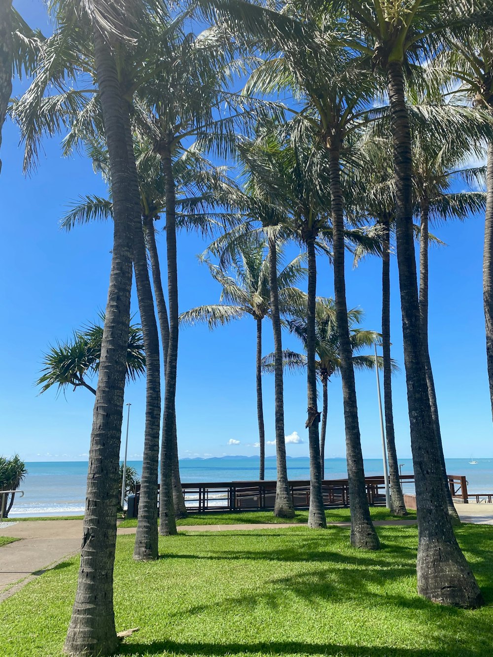 a park with palm trees and the ocean in the background