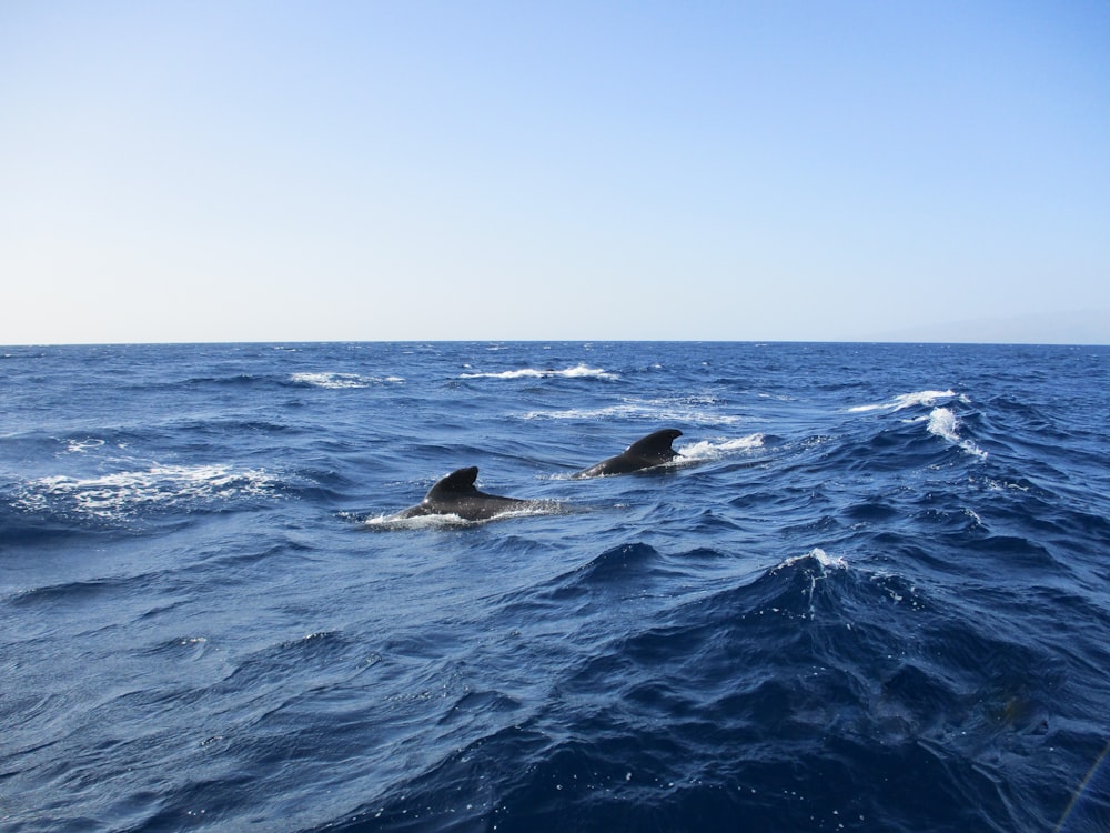 two dolphins swimming in the ocean on a sunny day