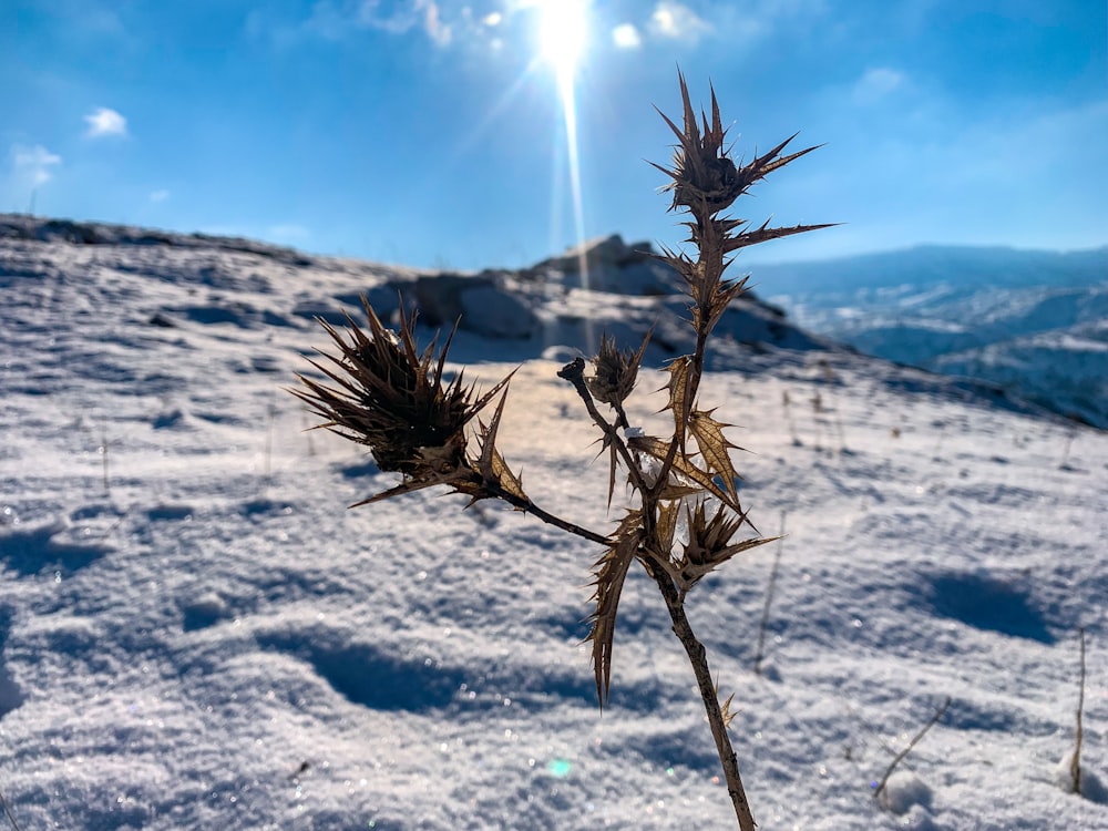 the sun shines brightly over a snow covered hill