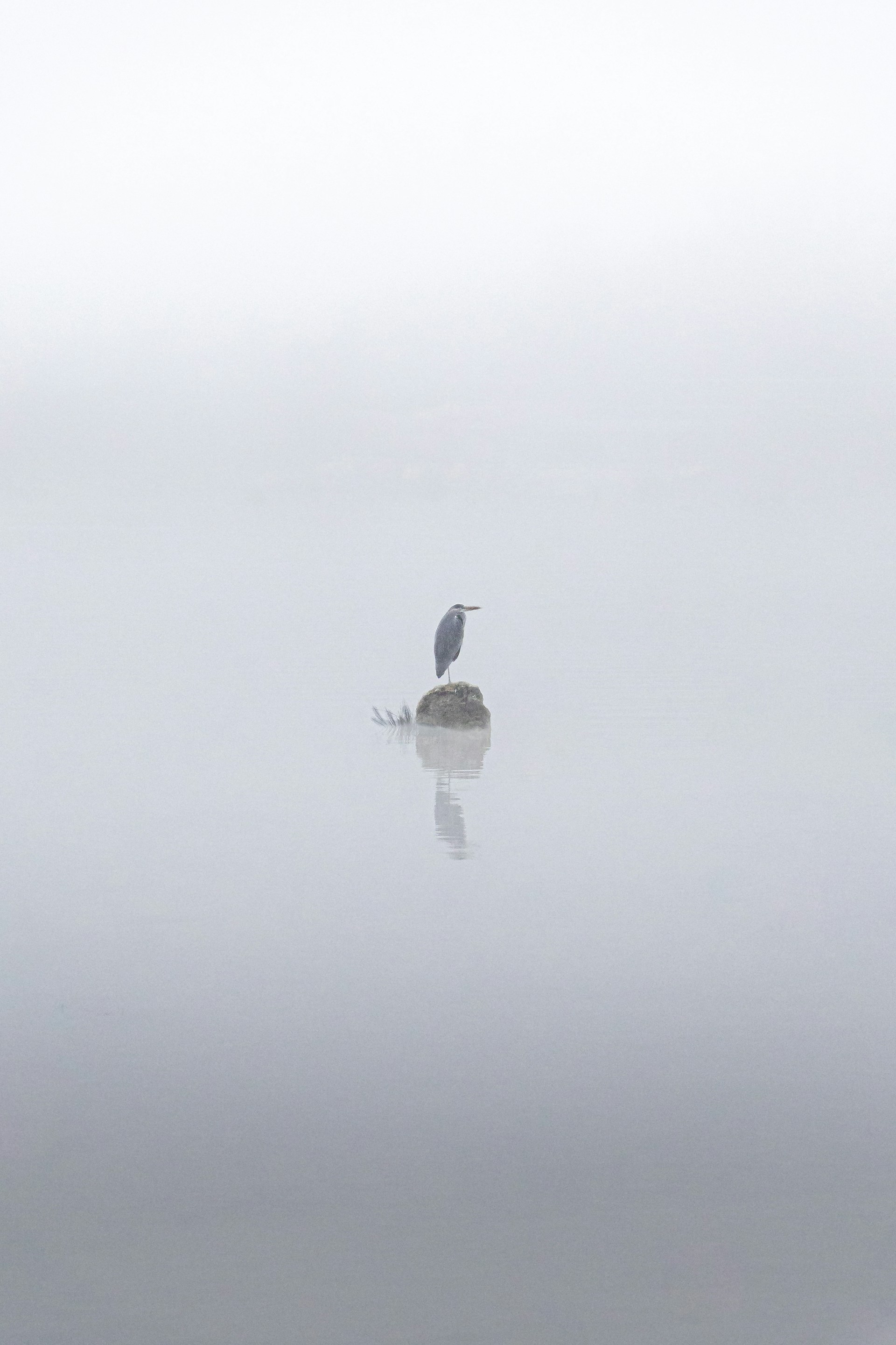 a bird sitting on top of a rock in the middle of a lake