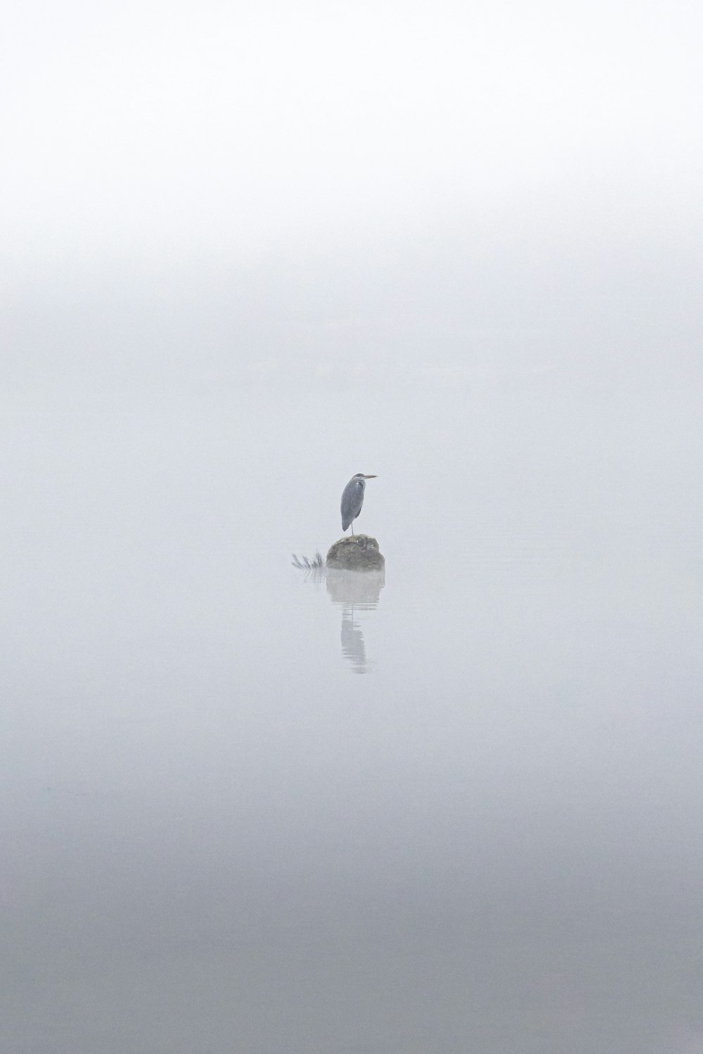 a bird sitting on top of a rock in the middle of a lake