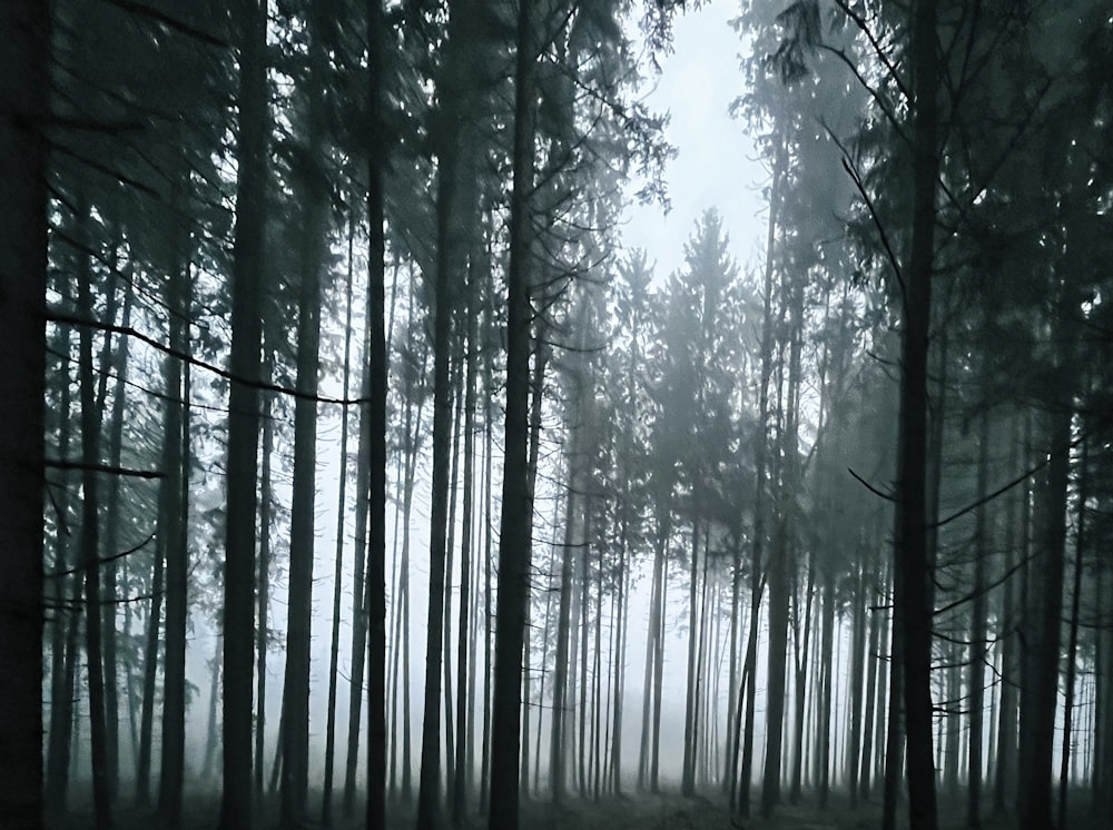 a forest filled with lots of tall trees