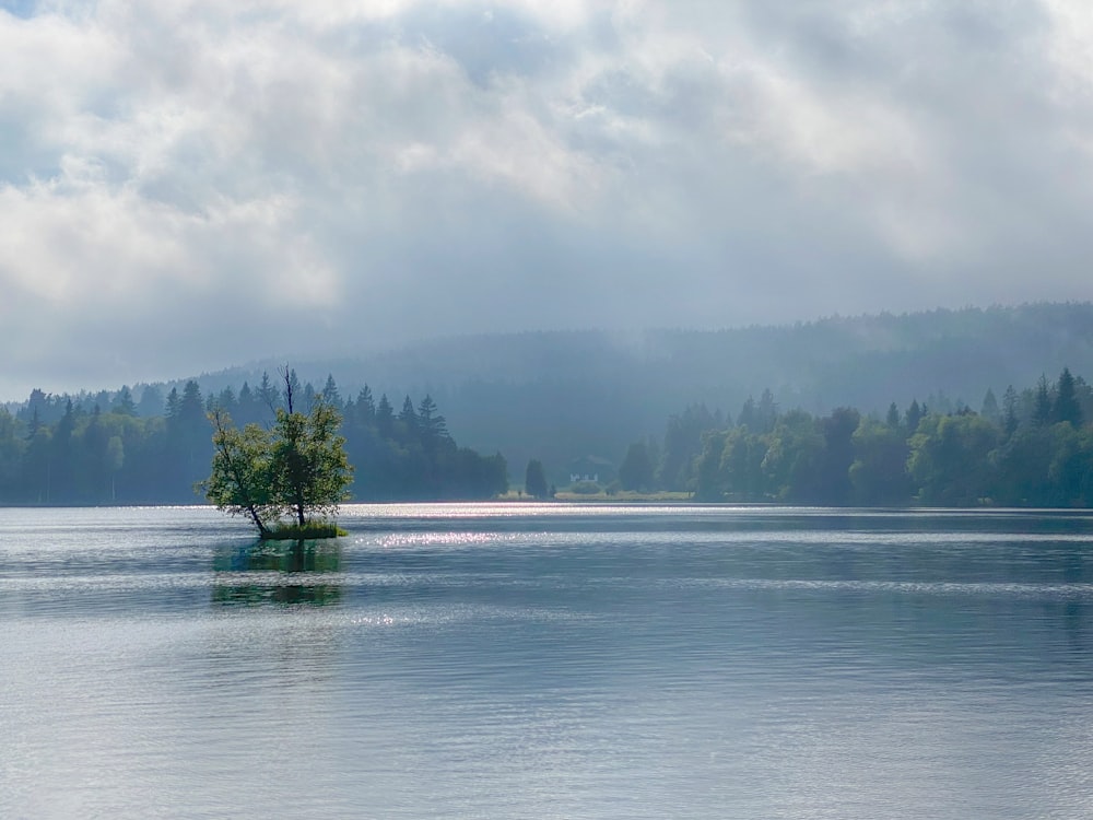 a lone tree in the middle of a lake