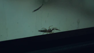 Spider spray service being performed inside a busy commercial storefront with visible spider webs being removed.