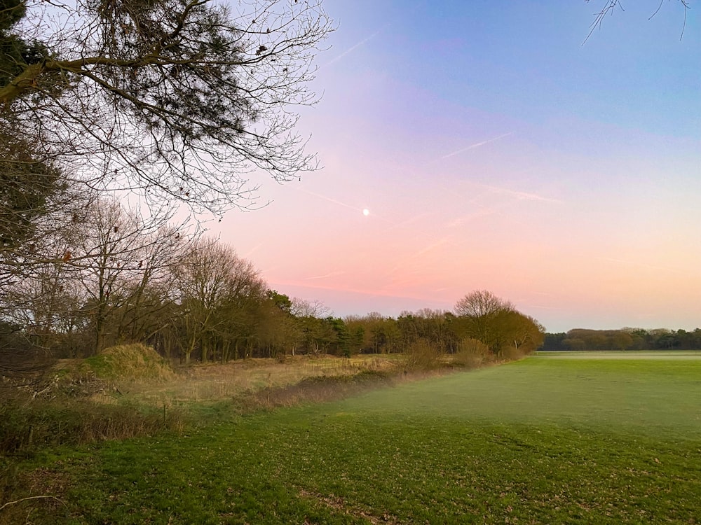 a grassy field with trees and a moon in the sky