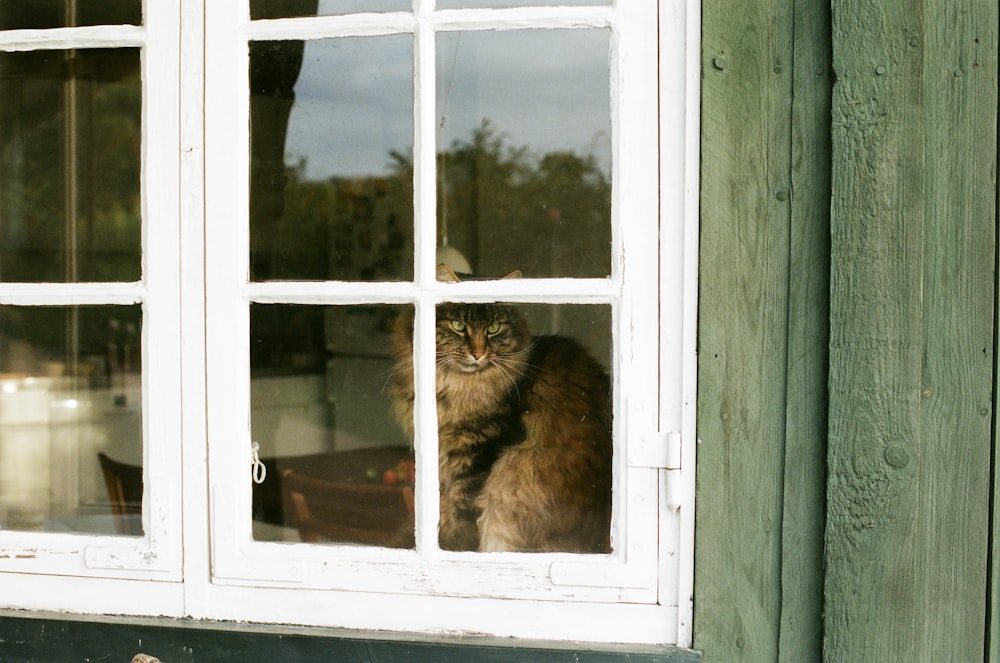 a cat that is sitting in a window