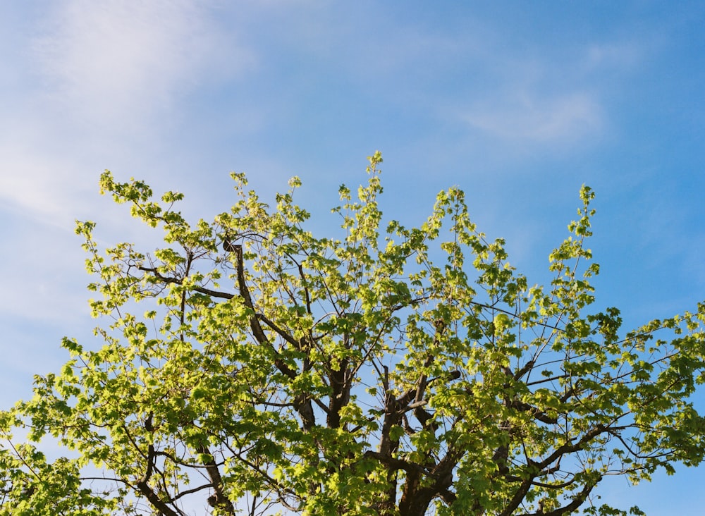 a tree with green leaves and a blue sky in the background