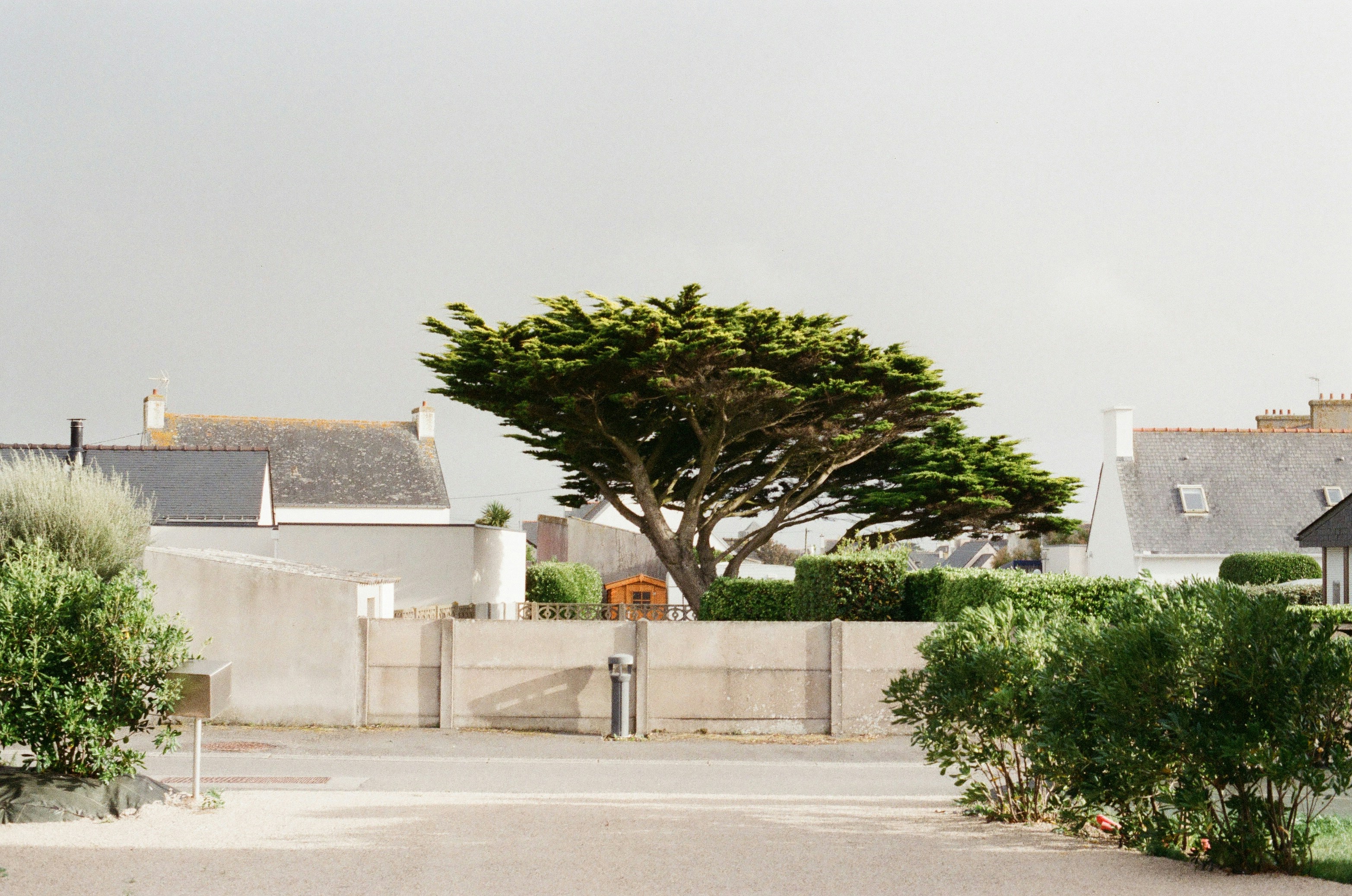 un grand arbre au milieu d’une allée
