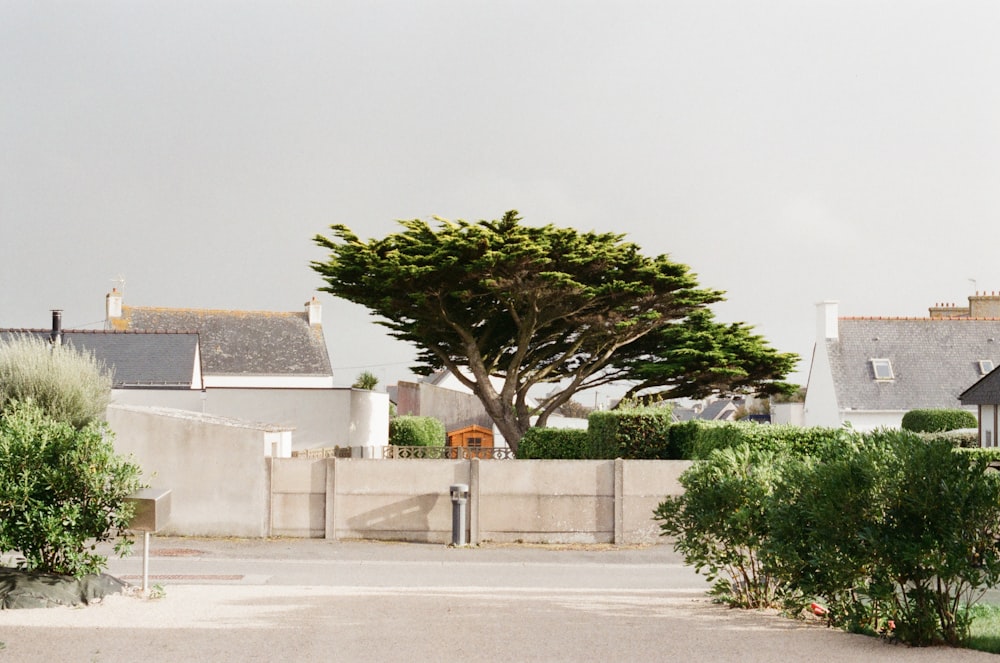 a large tree in the middle of a driveway