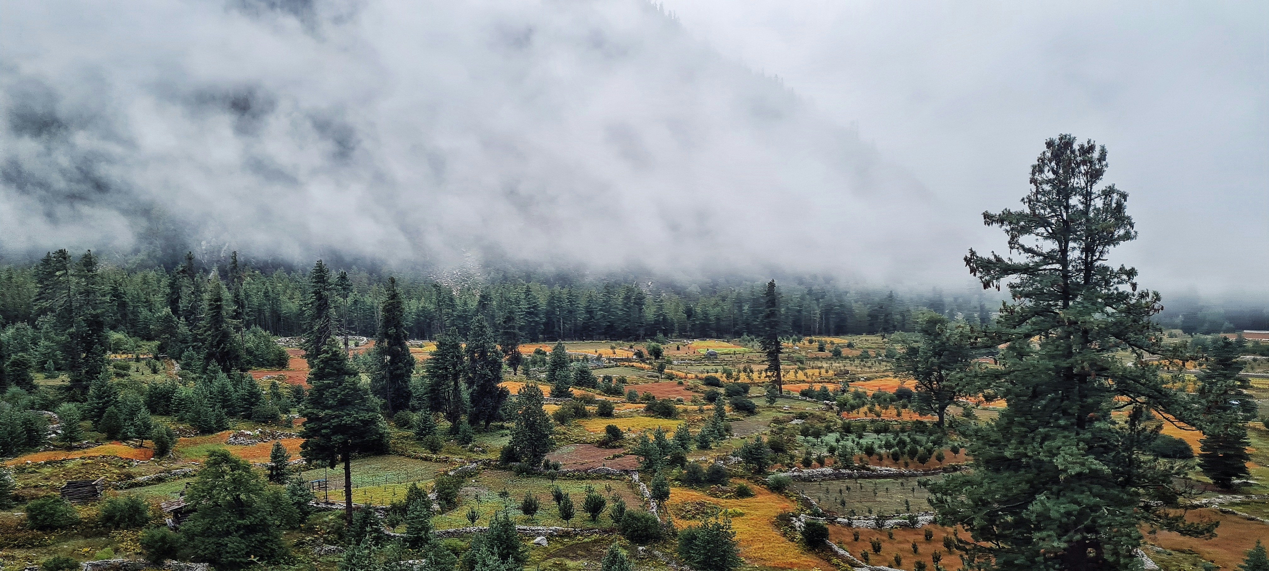 a scenic view of a forest with clouds in the sky