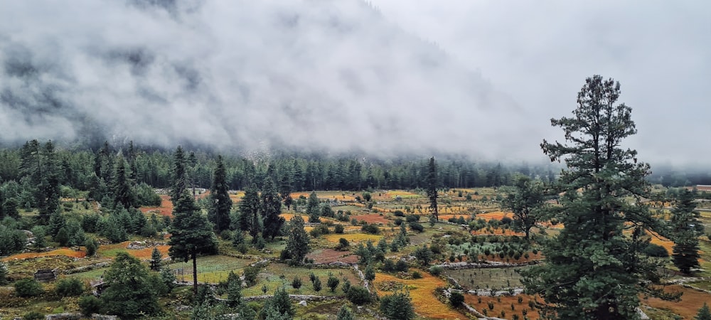 a scenic view of a forest with clouds in the sky