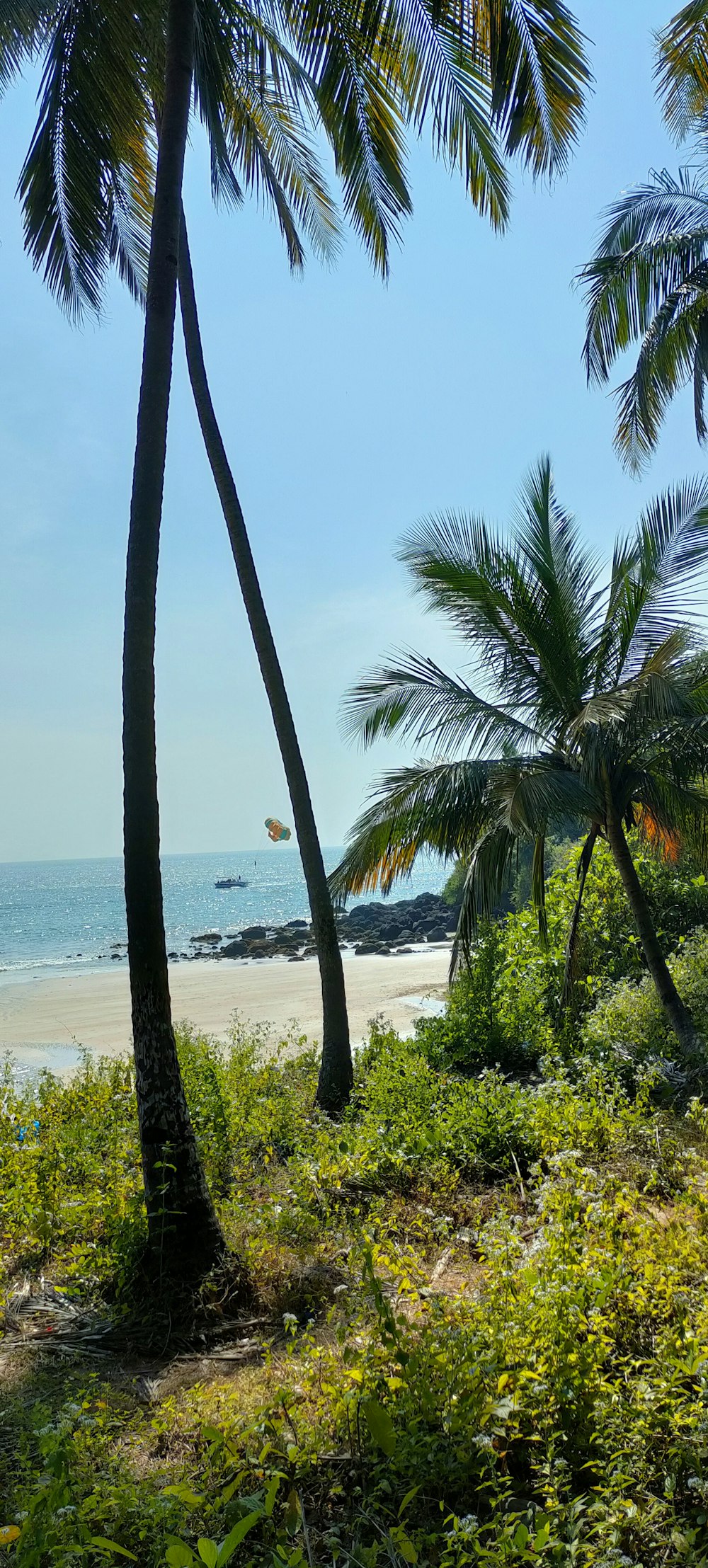 a beach with palm trees and the ocean in the background