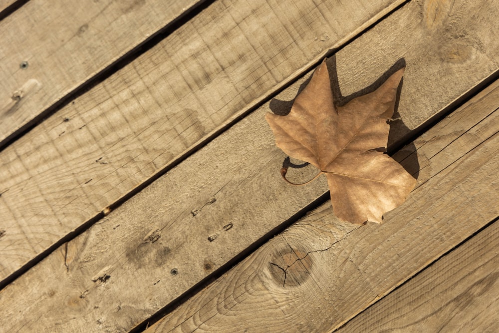 a leaf that is laying on a wooden floor
