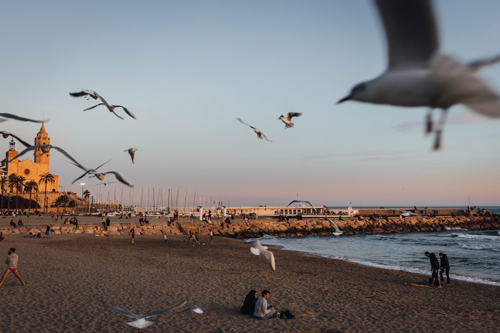 a flock of birds flying over a beach next to the ocean