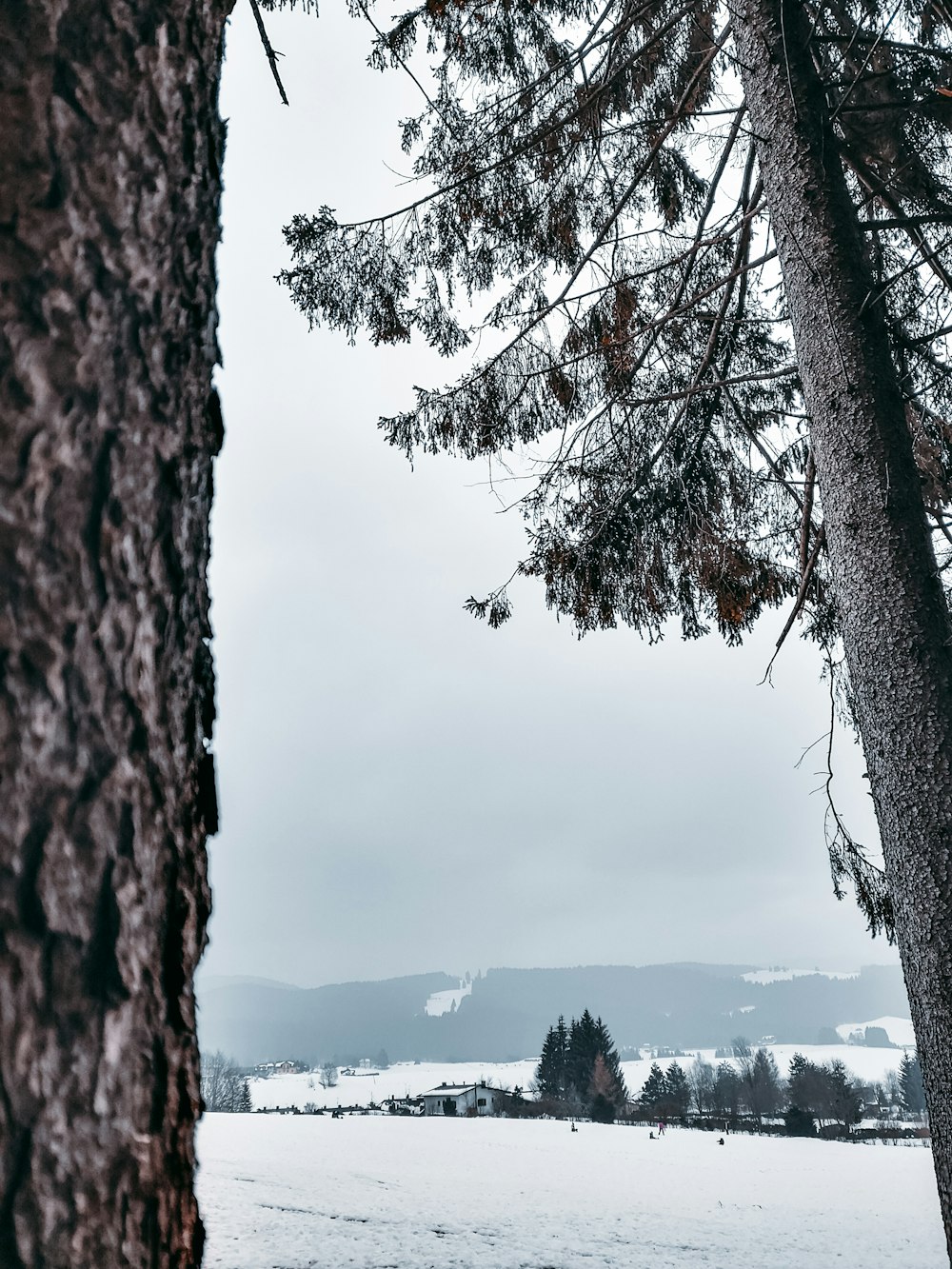 a snow covered field with trees in the foreground