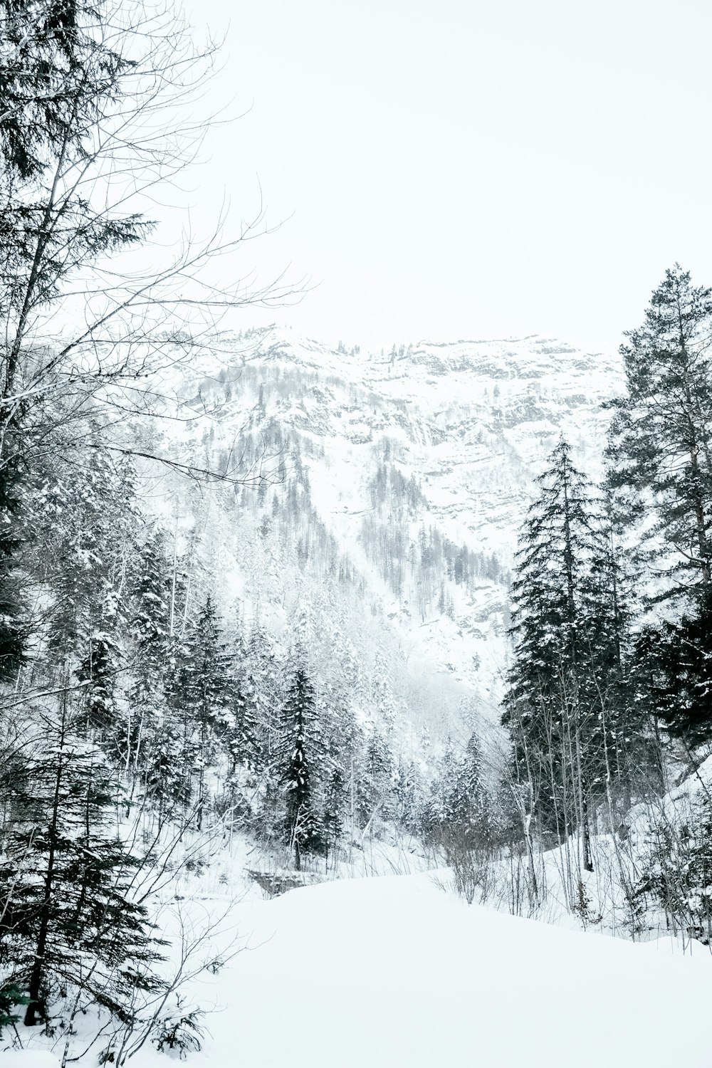 a snowy landscape with trees and mountains in the background