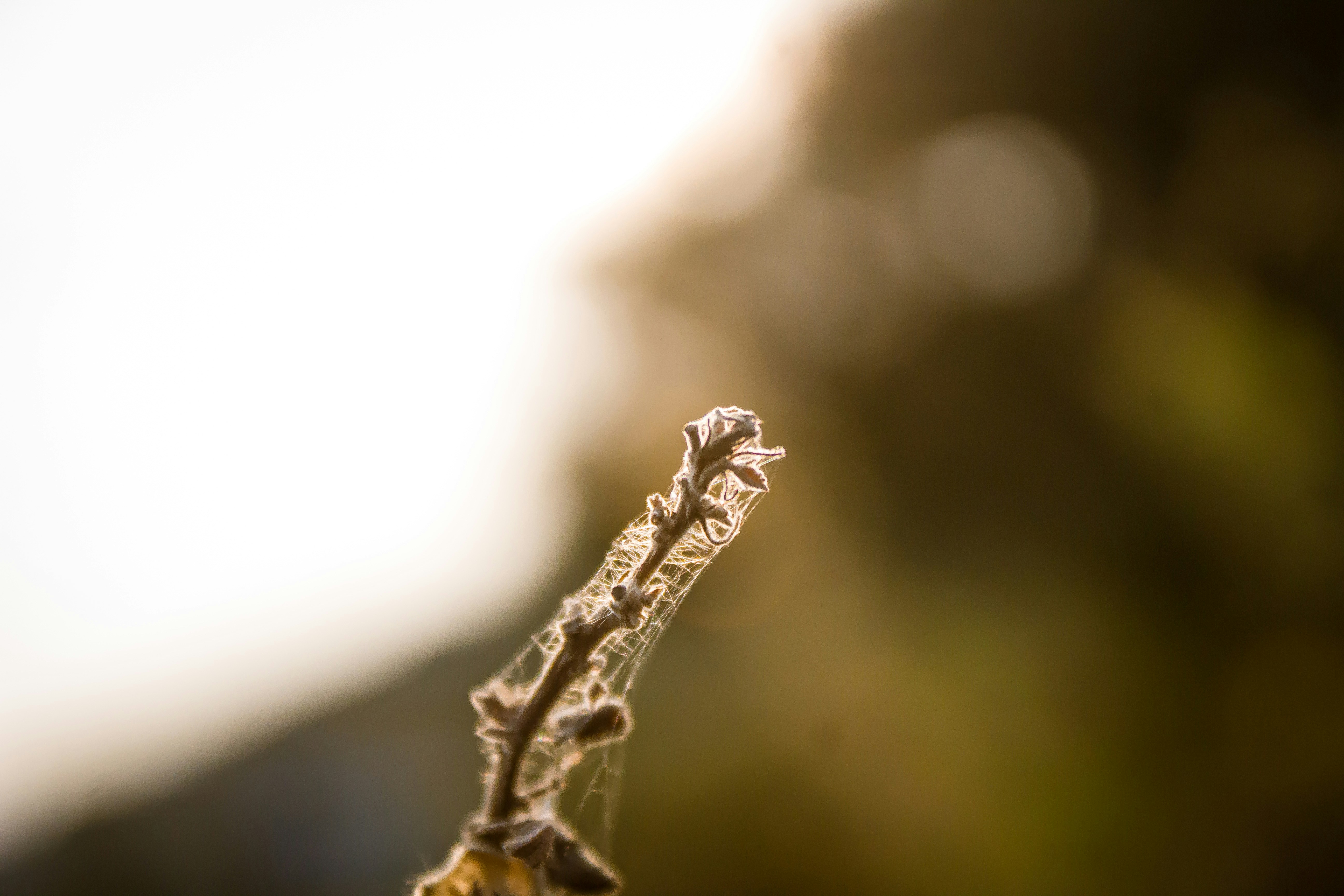 Photo by varunphotos