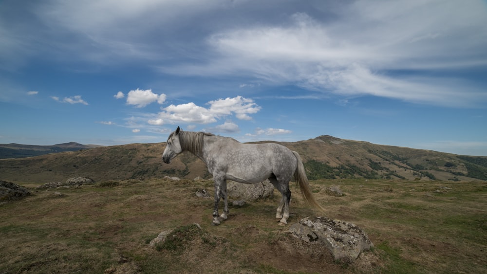 Un cavallo bianco in piedi sulla cima di un campo coperto di erba