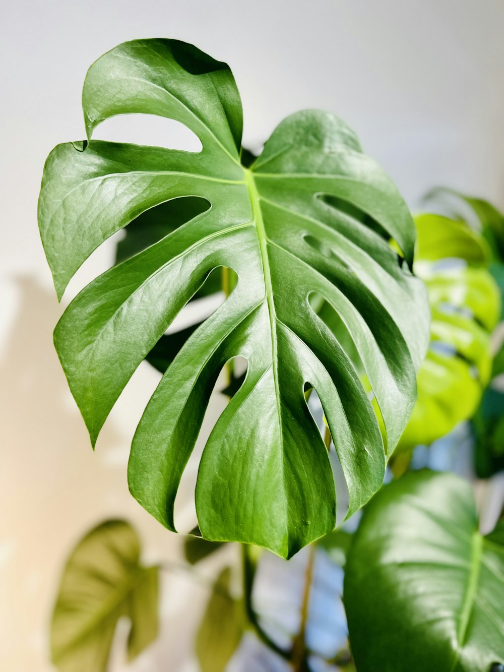 a large green leaf on top of a plant