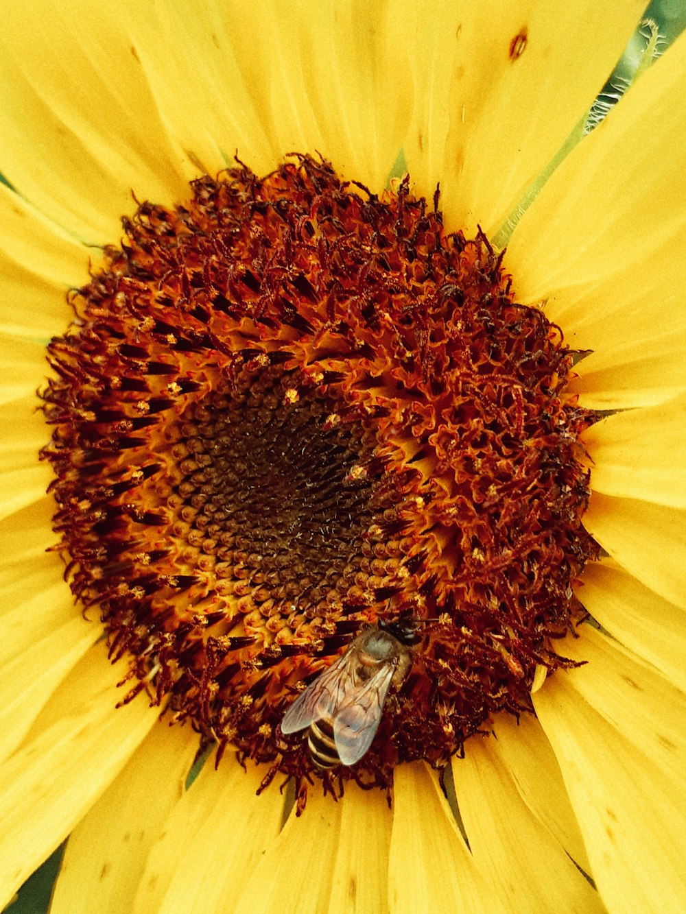 a sunflower with a bee on it