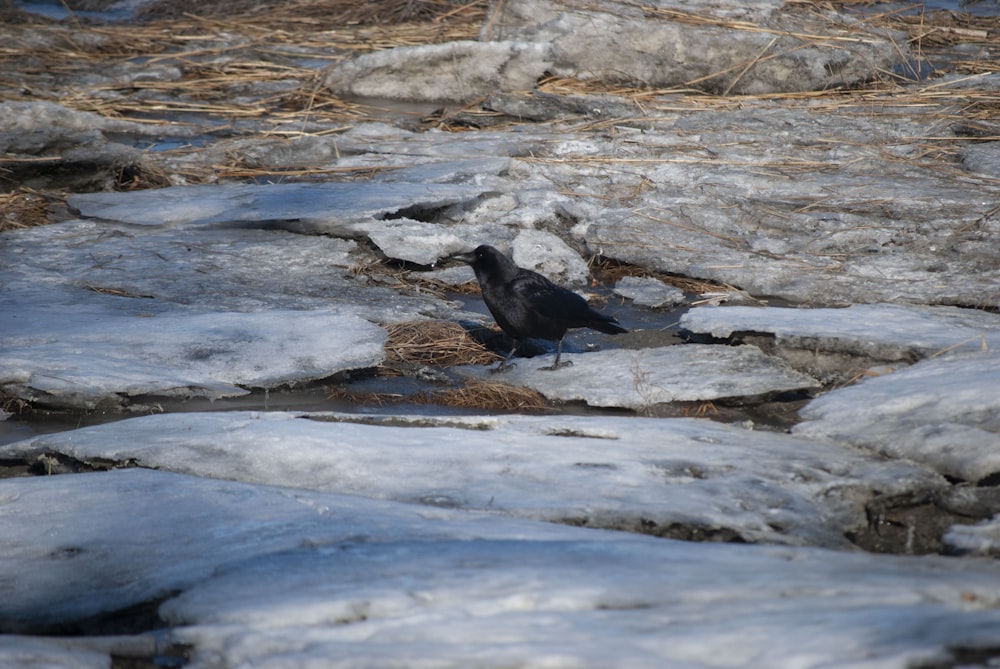 a black bird is standing on some snow