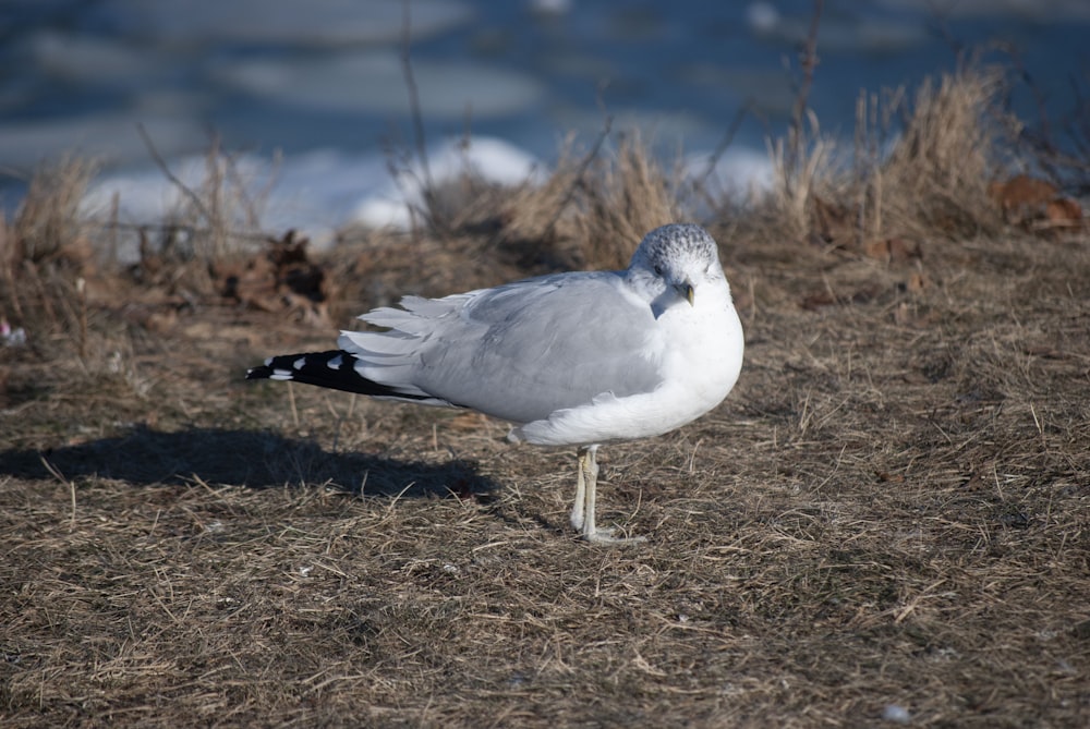 a seagull is standing on the ground by the water
