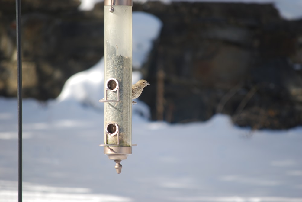 a bird is perched on a bird feeder in the snow